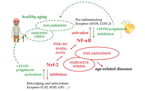 橄榄多酚对人类抗衰.jpg